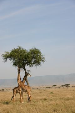 キリンがいるサバンナの風景