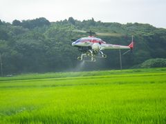 ［写真］ラジコンヘリが散布しているとこと