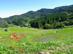 大山千枚田の風景