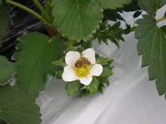 ［写真］イチゴの花とミツバチ