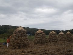 ［写真］大豆の天日干しをしているところ