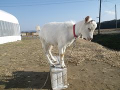 ［写真］餌箱に登って遊ぶ子ヤギ・アラン