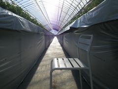 ［写真］いちごハウスの通路に光がそそぎこんでいる様子