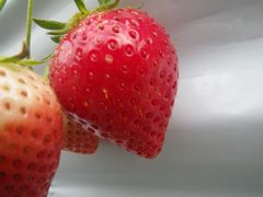 mʐ^nX̑嗱g悢Ђ߁h