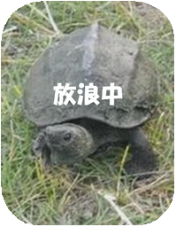 [カメのクロちゃん]