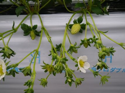 [ʐ^/2012N122_̔_̗lq]