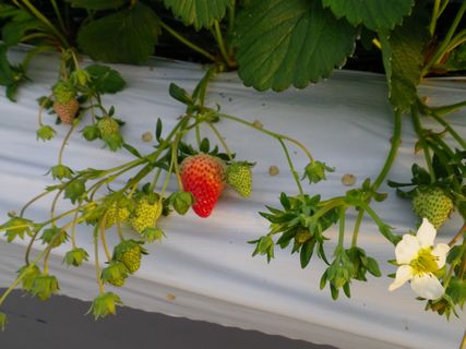 [ʐ^/2012N1216_̔_̗lq]