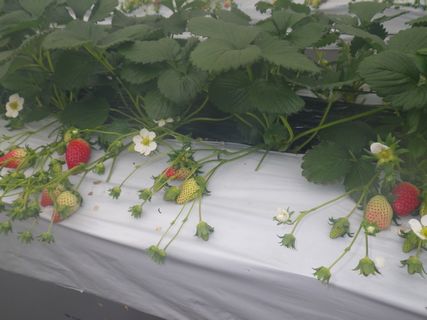 [ʐ^/2012N1223_̔_̗lq]
