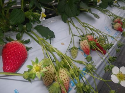[ʐ^/2012N1224_̔_̗lq]