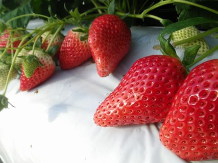 [ʐ^/2013N111_̔_̗lq]