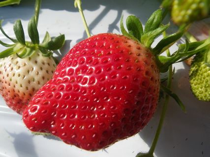 [ʐ^/2013N119_̔_̗lq]