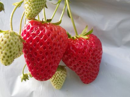 [ʐ^/2013N213_̔_̗lq]