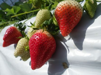 [ʐ^/2013N223_̔_̗lq]