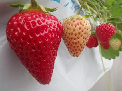 [ʐ^/2014N58_̔_̗lq]