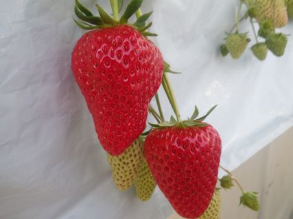 [ʐ^/2016N211_̔_̗lq]