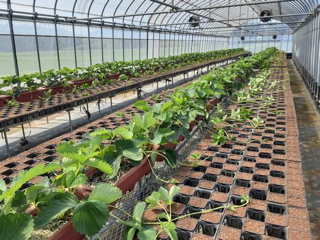 [ʐ^/2025N65_̔_̗lq]