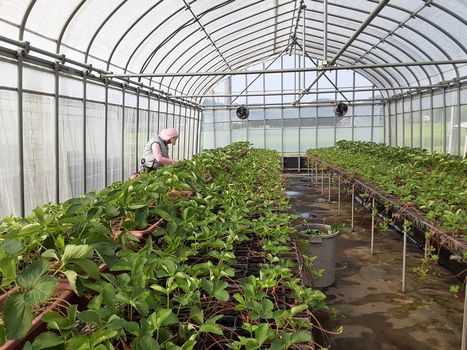 [ʐ^/2025N79_̔_̗lq]