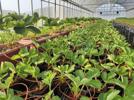 [ʐ^/2025N826_̔_̗lq]