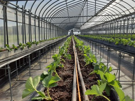 [ʐ^/2025N102_̔_̗lq]