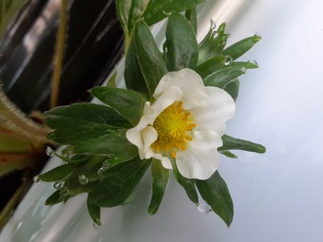 [ʐ^/2025N1112_̔_̗lq]