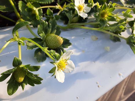 [�ʐ^/2025�N12��7�����_�̔_���̗l�q]