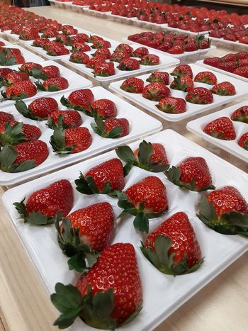 [�ʐ^/2026�N1��11�����_�̔_���̗l�q]